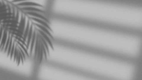 Tropical Palm Leaf and Window Shadow on Textured Wall Background Stock Footage 336024227