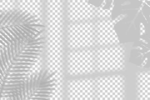 Tropical palm leaf and window frame shadow overlay Stock-Illustration