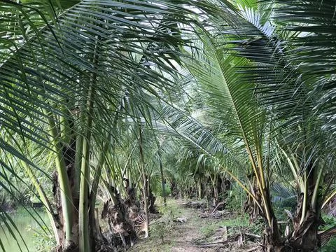 Tropical palm leaf background, closeup coconut palm trees Stock Photos
