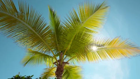 Tropical palm leaf background, coconut palm trees perspective view Video stock 166041244