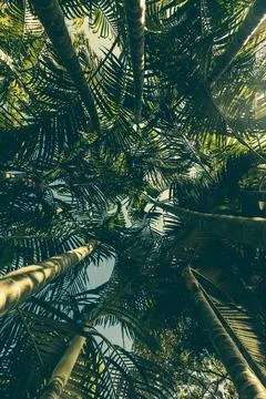 Tropical Palm leaf background. Stock Photos
