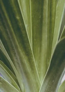 Tropical Palm leaf background. Foto stock