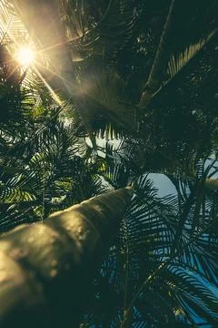 Tropical Palm leaf background. Stockfoto's