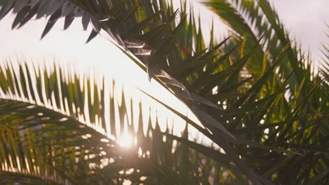 Tropical palm leaf background, sun shining through leaves. 库存影片 276622958