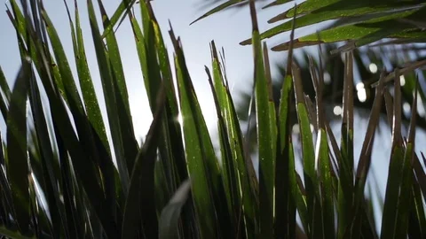 Tropical palm leaf with bright sunlight Video stock 73021056