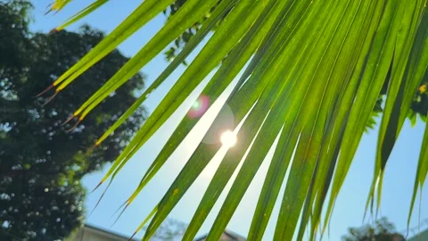 Tropical Palm Leaf Close-Up Against Bright Blue Sky and sun glare shine through Stock Footage 340117974