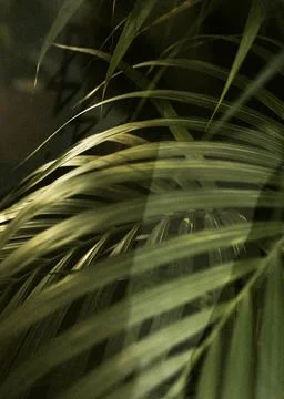 Tropical palm leaf close up Stock Photos