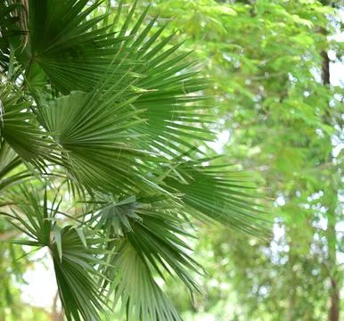 Tropical palm leaf close up with sunlight Stock Photos