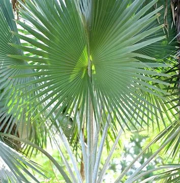Tropical palm leaf close up with sunlight Stock Photos