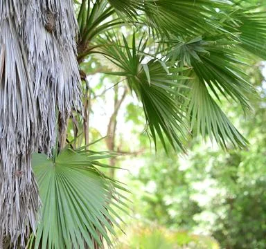 Tropical palm leaf close up with sunlight Stock Photos