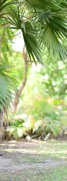 Tropical palm leaf close up with sunlight Stock Photos