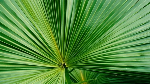 Tropical palm leaf Stock Footage 144093806