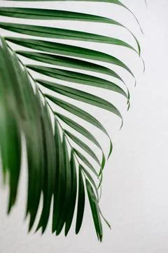 Tropical palm leaf, greenery Stock Photos