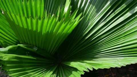 Tropical palm leaf, large green foliage in jungle Stock Footage 141863991