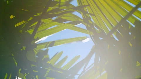 Tropical Palm Leaf. Palm Leaf With Lines. Palm Yellow And Green Leaf In Sunlight Stock Footage 256965654