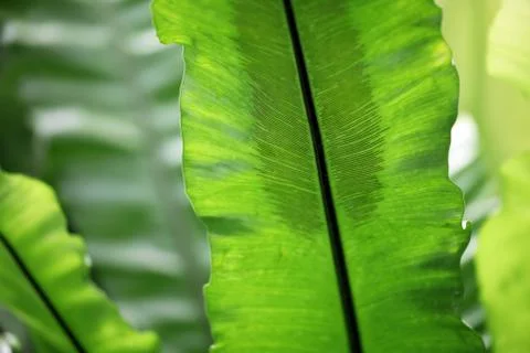 Tropical palm leaf Stock Photos