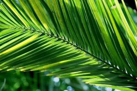 Tropical palm leaf Stock-Fotos