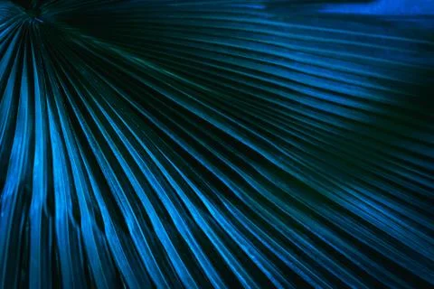 Tropical palm leaf Stock Photos