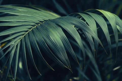 Tropical palm leaf Stock Photos