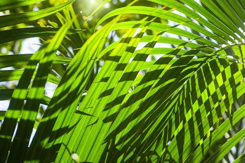 Tropical palm leaf Stock Photos