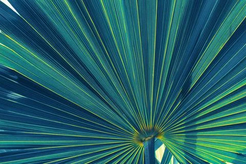Tropical palm leaf Stock Photos