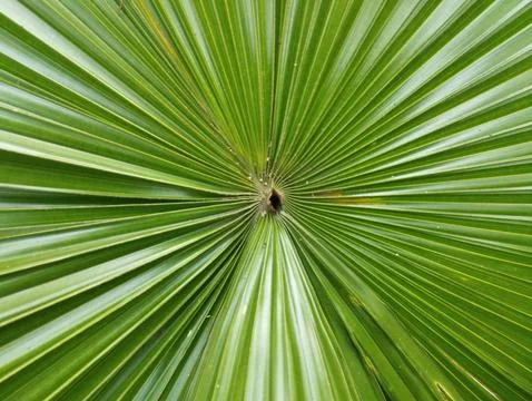 Tropical Palm Leaf Radial Pattern Stock Photos