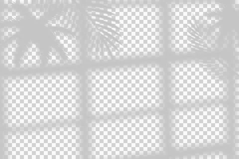 Tropical palm leaf shadow overlay on window frame grid for creative design イラスト素材