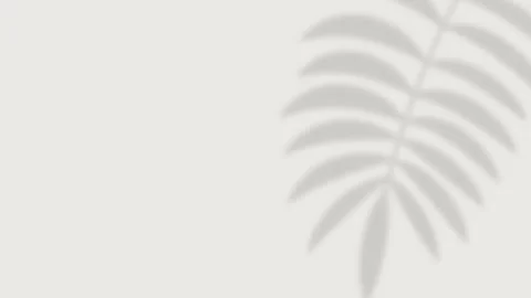 Tropical palm leaf shadow on the right side with copy space on white background Stock Footage 336915314