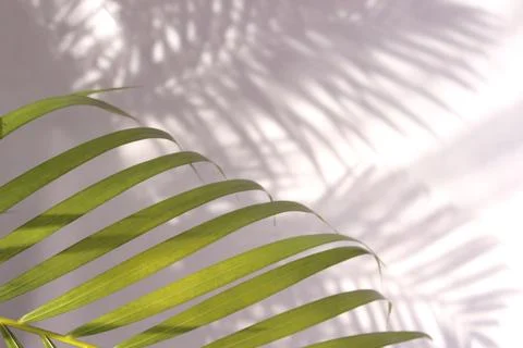 Tropical palm leaf shadow on white wall background Stock Photos