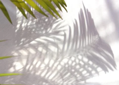 Tropical palm leaf shadow on white wall background Stock Photos