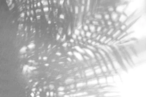 Tropical palm leaf shadow on white wall background Stock Photos
