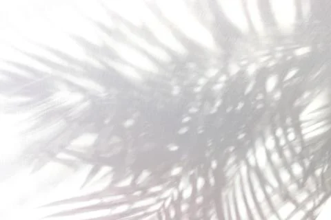 Tropical palm leaf shadow on white wall background Stock Photos