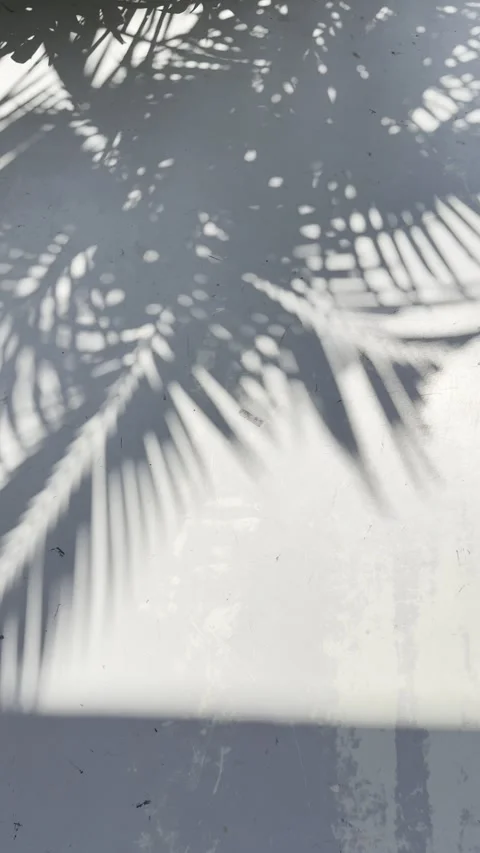 Tropical Palm Leaf Shadows on Textured Wall Minimal Background Vertical Stock Footage 332772515