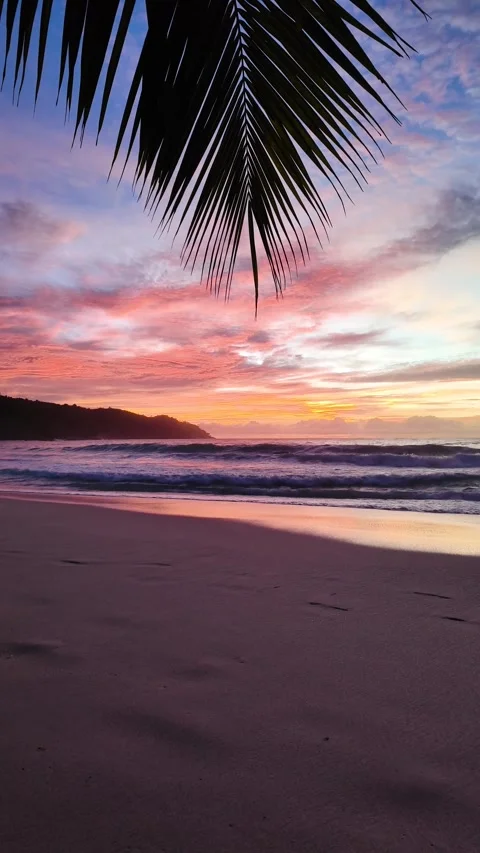 Tropical palm leaf silhouette at sunset on a calm beach. Seychelles, Praslin. Stock Footage 303632483