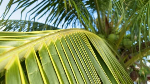 Tropical palm leaf with sun light closeup. Selective focus. Video stock 186951344