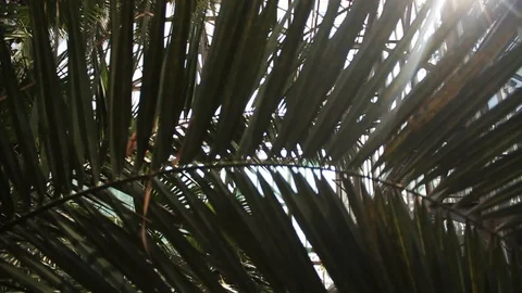 Tropical palm leaf in sunlight with light in botanic garden green isolated Stock Footage 98257296
