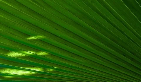 Tropical palm leaf texture abstract green background Фото