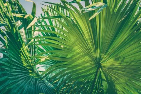 Tropical Palm Leaf Texture Background Dark Green retro color nature background Stock Photos