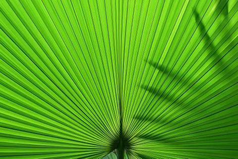 Tropical Palm Leaf Texture Background Dark Green nature background design Stock Photos