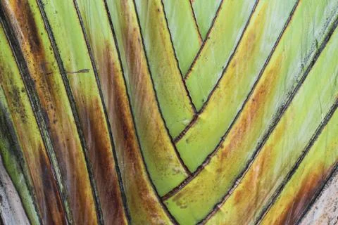 Tropical palm leaf texture background Stock Photos