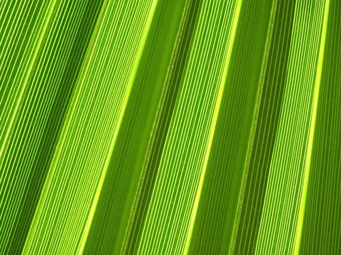 Tropical palm leaf texture Stock Photos