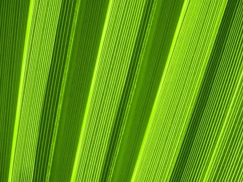 Tropical palm leaf texture Foto stock