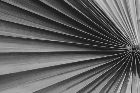 Tropical palm leaf  texture Stock Photos