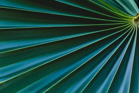 Tropical palm leaf  texture Stockfoto's