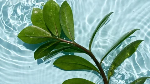 Tropical palm leaf on the water surface. Water splash blue colored. Pure blue Stock-Footage 158117613