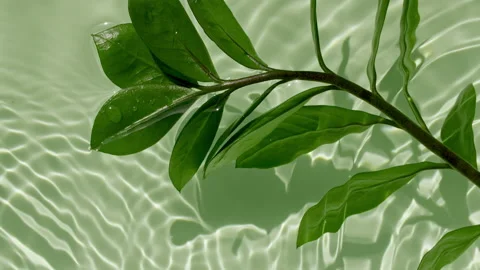 Tropical palm leaf on the water surface. Top view slow motion of drop falls into Stock Footage 158403259