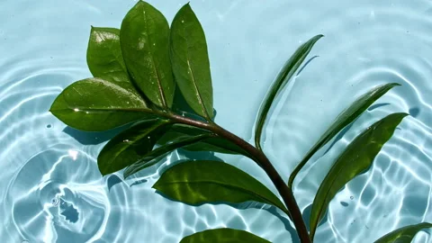Tropical palm leaf on the water surface. Sun and shadows. Top view slow motion Stock Footage 162816783