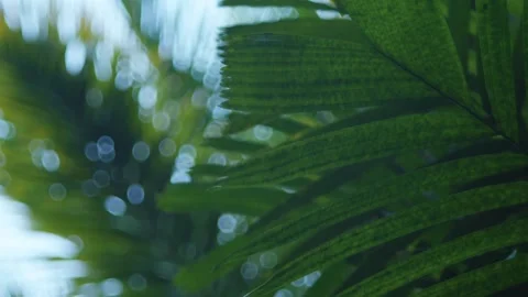 Tropical Palm Leaves with Bokeh Lights in a Botanical Garden Stock Footage 317130853