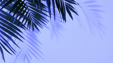 Tropical palm leaves in bold gradient holographic colors Stock Footage 128739916