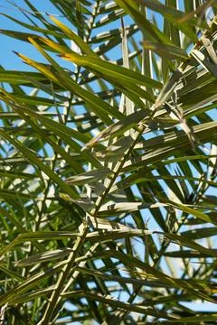 Tropical palm leaves in bright sunlight against clear blue sky background Photos